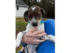 Adopt Emerson a Mixed Breed