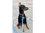 Adopt Siegel a Doberman Pinscher