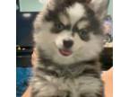 Raya Toy Pomsky