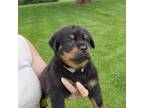 Rottweiler Puppy for sale in Marseilles, IL, USA