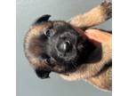 Dutch Shepherd Dog Puppy for sale in Chicago, IL, USA