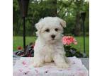 Maltipoo Puppy for sale in Mount Vernon, IL, USA