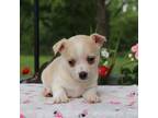 Chihuahua Puppy for sale in Mount Vernon, IL, USA