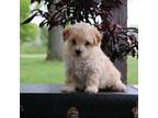 Maltipoo Puppy for sale in Mount Vernon, IL, USA