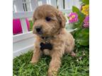 Mutt Puppy for sale in Bloomfield, MO, USA
