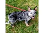 Australian Cattle Dog Puppy for sale in New London, NC, USA