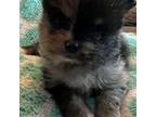 Pomeranian Puppy for sale in Lawrenceburg, KY, USA