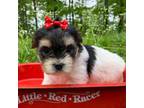 Mutt Puppy for sale in Winslow, AR, USA