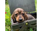 Dachshund Puppy for sale in Winslow, AR, USA