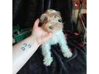 Schnauzer (Miniature) Puppy for sale in Lewisburg, WV, USA