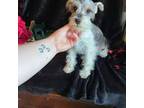 Schnauzer (Miniature) Puppy for sale in Lewisburg, WV, USA