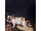 French Bulldog Puppy for sale in Gainesville, MO, USA