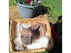 French Bulldog Puppy for sale in Gainesville, MO, USA