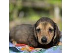 Dachshund Puppy for sale in Tampa, FL, USA