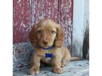 Dachshund Puppy for sale in Morris, PA, USA