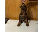 Doberman Pinscher Puppy for sale in Aurora, IL, USA