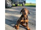 Doberman Pinscher Puppy for sale in Valley Falls, KS, USA