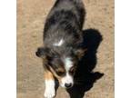 Miniature Australian Shepherd Puppy for sale in Jasper, MO, USA