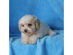 Maltipoo Puppy for sale in Butler, MO, USA