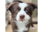 Miniature Australian Shepherd Puppy for sale in Sheridan, AR, USA