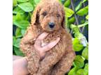 Aussiedoodle Puppy for sale in Austin, TX, USA