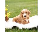 Goldendoodle Puppy for sale in Morgantown, PA, USA