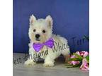 West Highland White Terrier Puppy for sale in Berlin, OH, USA