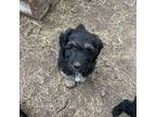 Aussiedoodle Puppy for sale in Westcliffe, CO, USA