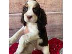 English Springer Spaniel Puppy for sale in North Monmouth, ME, USA