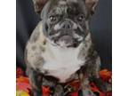 Spayed sweet female frenchie