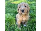 Goldendoodle Puppy for sale in Greenville, SC, USA