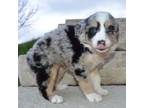 Australian Shepherd Puppy for sale in Celina, OH, USA