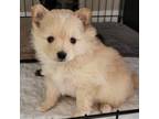 Pomeranian Puppy for sale in Chelsea, OK, USA