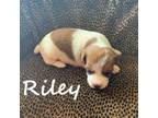 Parson Russell Terrier Puppy for sale in Gassville, AR, USA
