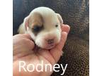 Parson Russell Terrier Puppy for sale in Gassville, AR, USA