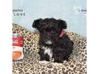 Maltipoo Puppy for sale in Sanger, TX, USA