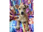 Adopt Faze a Tan/Yellow/Fawn German Shepherd Dog dog in Castle Rock