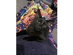 Adopt Porky a Domestic Shorthair / Mixed (short coat) cat in St.