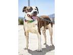 Adopt Harvey a American Pit Bull Terrier / Mixed dog in Tehachapi, CA (38575382)