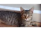 Adopt Peter a Domestic Shorthair / Mixed cat in Kalamazoo, MI (38580783)