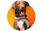 Adopt Cherry a Brown/Chocolate Labrador Retriever dog in Jamestown