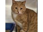 Adopt Fonzie a Tan or Fawn Domestic Mediumhair cat in Burlington, IA (38852903)