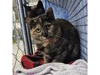 Adopt Susie Carmichael a All Black Domestic Shorthair / Mixed cat in East