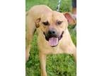 Adopt Puffs a Brown/Chocolate Mixed Breed (Large) / Mixed dog in Cincinnati