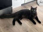 Adopt Shakespeare a All Black Domestic Mediumhair / Mixed (long coat) cat in St.