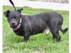 Adopt VAN GOGH a Black Mixed Breed (Small) / Mixed dog in West Seneca