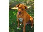 Adopt Yosemite Sam a Cattle Dog / American Pit Bull Terrier / Mixed dog in