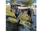 Adopt PATRICK a Black Mixed Breed (Medium) / Mixed dog in Vero Beach