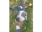 Adopt Meg a Gray/Blue/Silver/Salt & Pepper American Pit Bull Terrier / Mixed dog