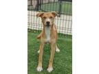 Adopt Geneva 1018-23 a Tan/Yellow/Fawn Hound (Unknown Type) / Mixed dog in